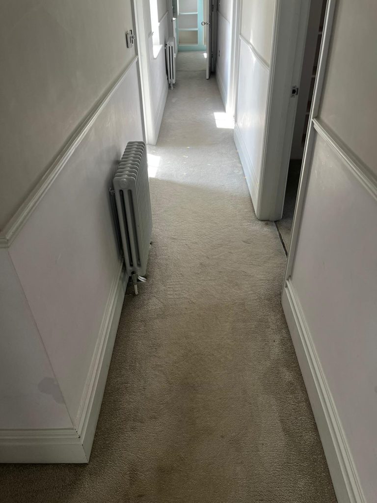 Professional Carpet Cleaning