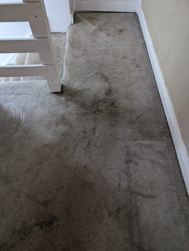 Impressive results on domestic carpet cleaning in Stroud 2 Professional Carpet Cleaning in Gloucestershire