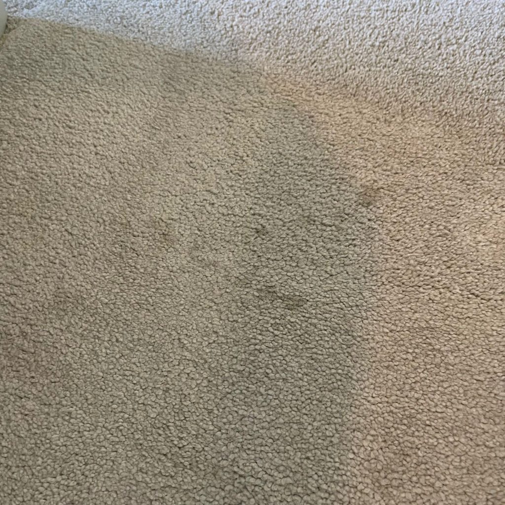 Good stain removal results during carpet clean of Cheltenham property 2 IMG 20251001 WA0002