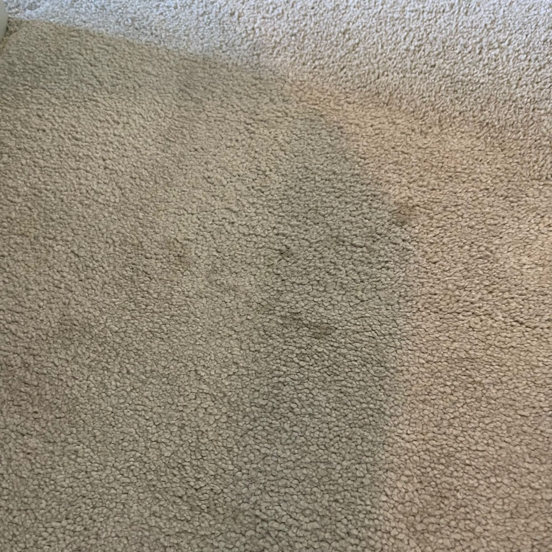 Good stain removal results during carpet clean of Cheltenham property 1 IMG 20251001 WA0002 scaled