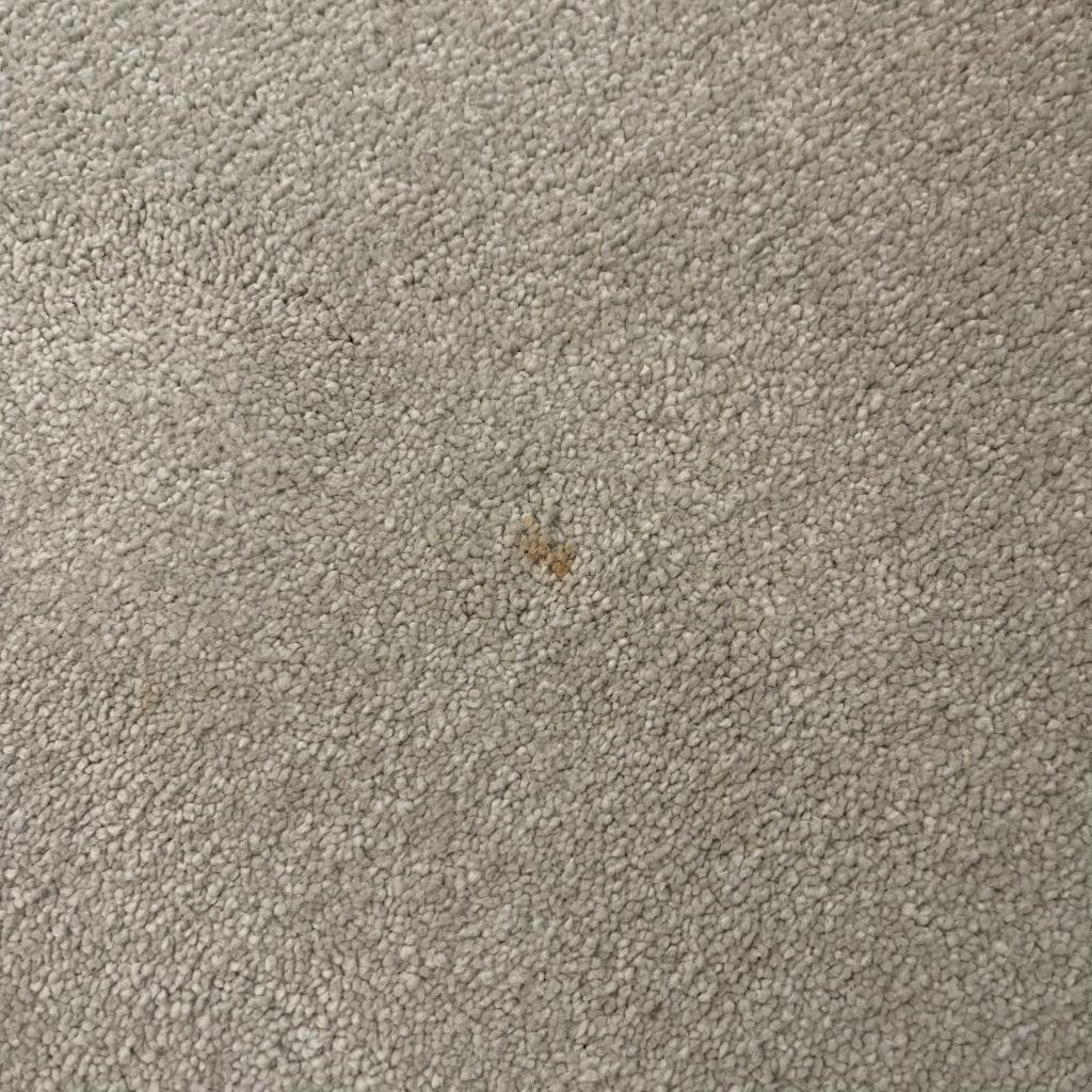 Good stain removal results during carpet clean of Cheltenham property 4 IMG 20251001 WA0004