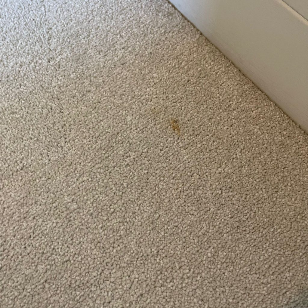 Good stain removal results during carpet clean of Cheltenham property 6 IMG 20251001 WA0005