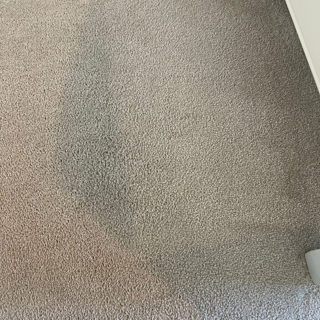 Good stain removal results during carpet clean of Cheltenham property 12 IMG 20251001 WA0008